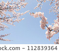 Cherry blossoms and blue sky 112839364