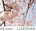 Cherry blossom 112839368