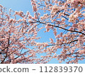 Warm current cherry blossoms in full bloom 112839370