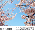 Cherry blossoms looking up 112839373