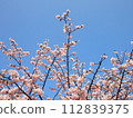 Cherry blossoms in full bloom shining in the blue sky 112839375