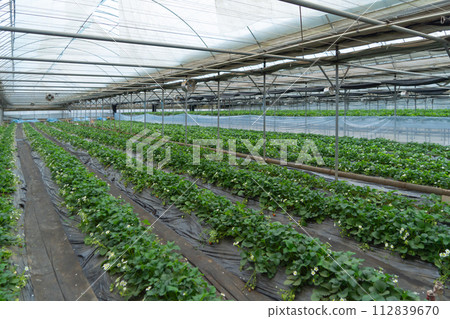 Row of fresh strawberry fruits. Raw organic healthy food in garden farm. Cooking and eating products. Vitamin. Cultivation 112839670