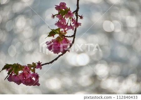 Sparkling water surface and Kawazu cherry blossoms 112840433