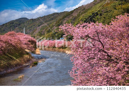 River flow and Kawazu cherry blossoms 112840435