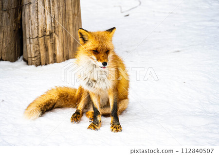 Kita fox sleeping on the snowy field Kita fox sleeping on the snowy field 112840507