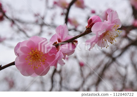 被稱為蝴蝶翅膀的梅花,東京 被稱為蝴蝶翅膀的梅花,東京 112840722