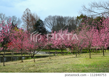 浪漫的茨城縣（古河久保公園，四季鮮花盛開，榮獲聯合國教科文組織國際獎）古河花桃節 112840753