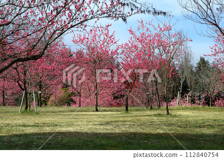 浪漫的茨城縣（江戶時代，古賀藩的柴草短缺，種植了生長速度快、樹枝可以當柴火的桃子。） 古賀久保公園 112840754