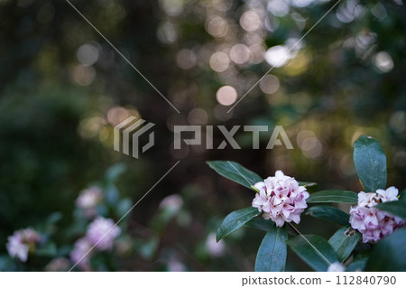 下沉的花 下沉的花 112840790