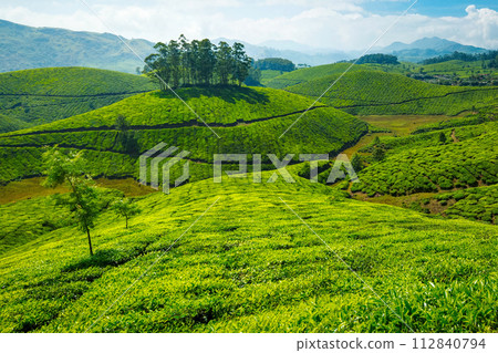 Tea plantations, India 112840794