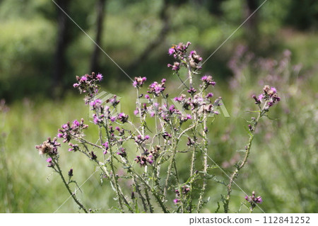 Carduus acanthoides (Carduus acanthoides) Carduus acanthoides (Carduus acanthoides) 112841252