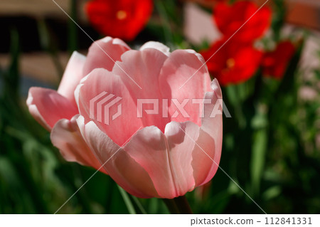Pink tulips in sunlight in the spring garden. 112841331