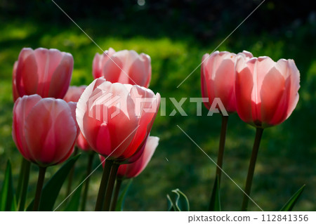 Pink tulips in sunlight in the spring garden. Pink tulips in sunlight in the spring garden. 112841356