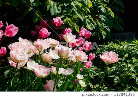 Pink tulips in sunlight in the spring garden. Pink tulips in sunlight in the spring garden. 112841386