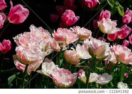 Pink tulips in sunlight in the spring garden. Pink tulips in sunlight in the spring garden. 112841392