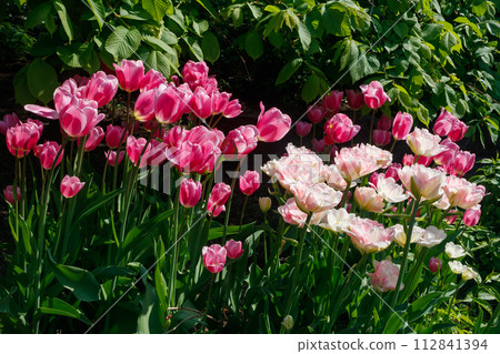 Pink tulips in sunlight in the spring garden. 112841394