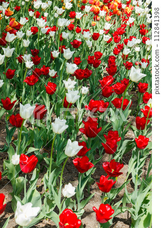 Colorful tulips in sunlight in the spring garden. 112841398