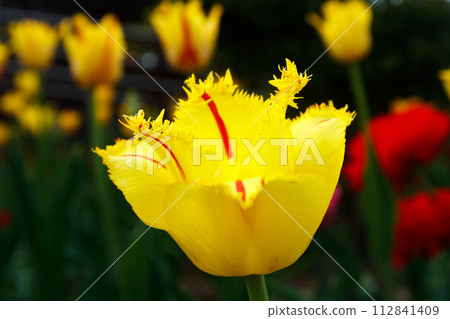 Yellow tulip with red stripes in the spring garden. Yellow tulip with red stripes in the spring garden. 112841409
