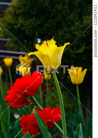 Yellow and red tulips in sunlight in the spring garden. 112841411