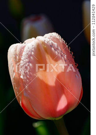 Pink tulips in sunlight with raindrops in spring garden 112841429