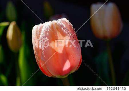 Pink tulips in sunlight with raindrops in spring garden 112841430