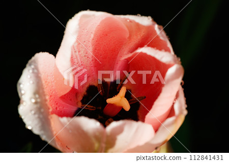 Pink tulips in sunlight with raindrops in spring garden 112841431