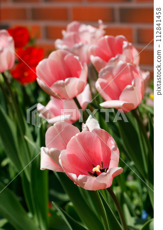 Pink tulips in sunlight in the spring garden. 112841458
