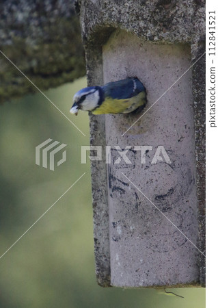 Blaumeise The Eurasian blue tit (Cyanistes caeruleus) Blaumeise The Eurasian blue tit (Cyanistes caeruleus) 112841521