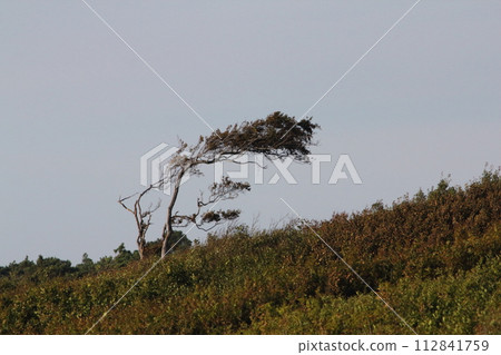 Nationalpark Vorpommersche Boddenlandschaft    Western Pomerania Lagoon Area National Park 112841759