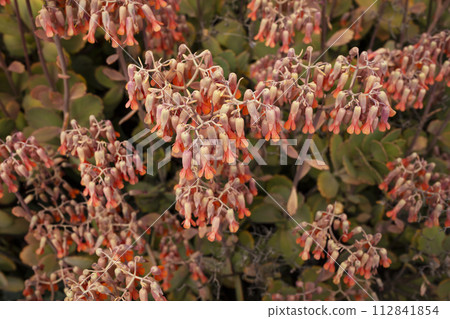 Blooming Live Evergreen Succulent Marnier Kalanchoe Flower, Bush Outdoor. Garden Plant. Flora and Botany. Horizontal Plane. Kalanchoe Marieriana Bloom. Gardening. 112841854