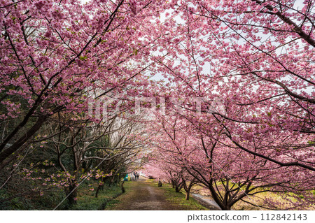 Kawazu cherry blossoms blooming along the river of Kawazu cherry blossoms on Mt. Higashidai in Hamamatsu city (Shizuoka prefecture) 112842143