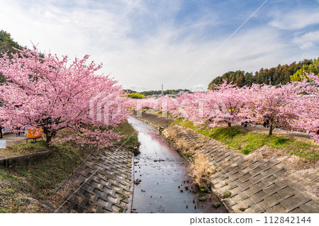 Kawazu cherry blossoms blooming along the river of Kawazu cherry blossoms on Mt. Higashidai in Hamamatsu city (Shizuoka prefecture) 112842144