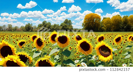 Captivating summer backdrop with a mix of sunflowers and daisies. Panorama 112842157