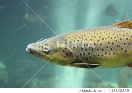 Atlantischer Lachs  Atlantic salmon (Salmo salar) 112842239
