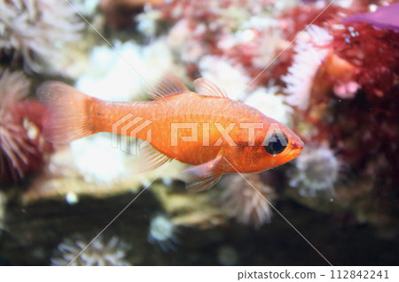 Cardinal fish (Apogon imberbis) Cardinal fish (Apogon imberbis) 112842241