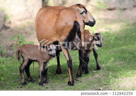 Kamerunschaf  Cameroon 112842250
