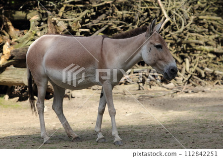Asiatischer Esel   Kulan  onager  (Equus hemionus) 112842251
