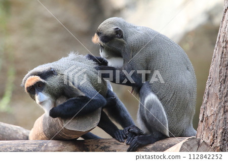 Brazzameerkatze De Brazza's monkey (Cercopithecus neglectus) Brazzameerkatze De Brazza's monkey (Cercopithecus neglectus) 112842252