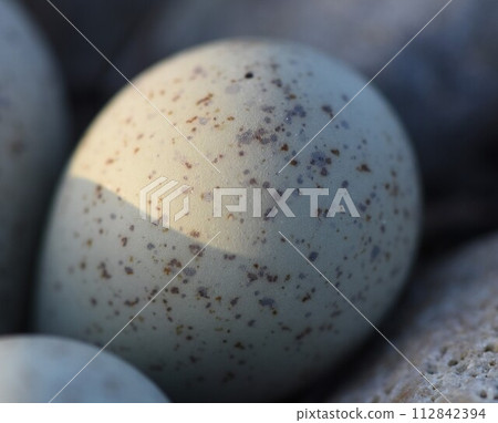 [Eggs of Squid Plover] @Tama River. 112842394