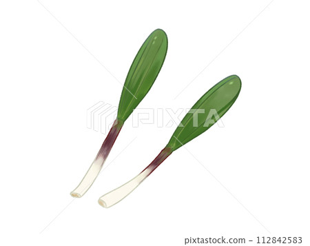 行子大蒜野菜 行子大蒜野菜 112842583