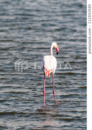 Flamingos near Walvis Bay 112842680