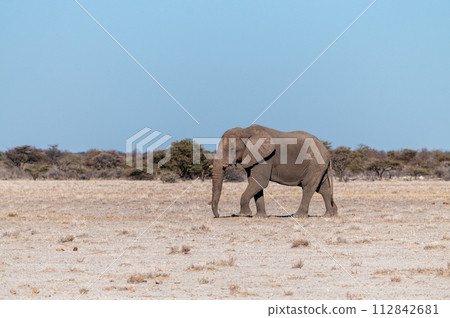 A Solitary Male Elephant Walking across the Plains of Etosha National Park A Solitary Male Elephant Walking across the Plains of Etosha National Park 112842681