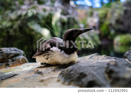 Inca Tern Larosterna Inca 112842991