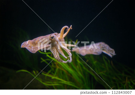 The Common European Cuttlefish Sepia Offcinalis underwater The Common European Cuttlefish Sepia Offcinalis underwater 112843007
