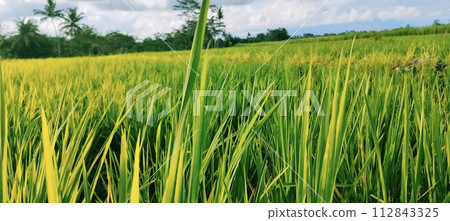 Rice farming on the edge of the mountain and beautiful roads with beautiful clouds in the afternoon and evening 112843325