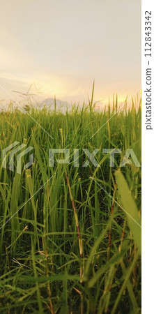 Rural roads are full of grass and quiet in the afternoon 112843342