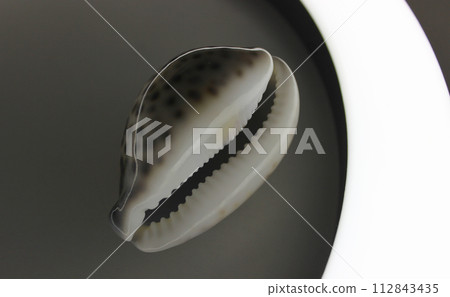 Cypraea Tigris Shell With Backlight From Bottom Closeup View Cypraea Tigris Shell With Backlight From Bottom Closeup View 112843435