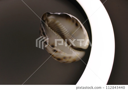 Inner Part Of Cowrie Shell Illuminated From Below 112843440