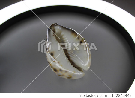 Vacation Memory Concept Photo Of Spotted Ocean Shell Inside Round Lamp  112843442