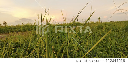 Rural roads are full of grass and quiet in the afternoon 112843618